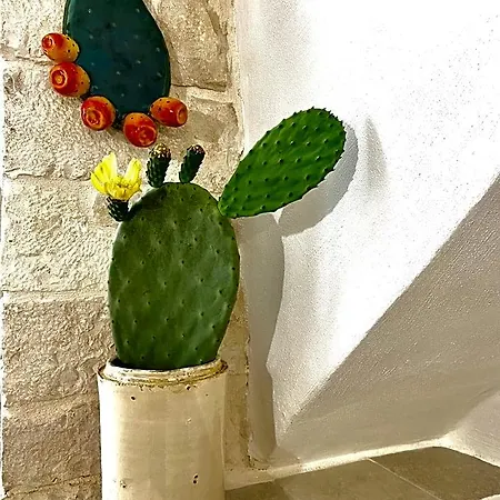 Panzió Domus Klara 3*